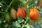 Tomato plant in the garden with fruits with different ripeness, without pesticides, biological cultivation