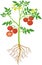 Tomato plant with green leaf, yellow flowers, ripe red tomatoes and root system