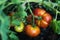 tomato plant growing in the organic farm in a greenhouse.