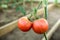 Tomato plant growing in spring greenhouse