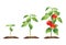 Tomato plant growth cycle