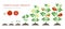 Tomato plant growth stages infographic elements in flat design. Planting process of tomato from seeds sprout to ripe