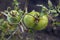 Tomato plant is ill with Phytophthora Phytophthora Infestans.