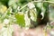 Tomato plant infected tomato spotted wilt virus also known as TS