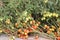 Tomato plant with large group of fresh tomatoes. Tomatoes cultivation on horticultural farms