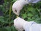 Tomato plant pollination by the hand .