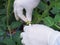 Tomato plant pollination by the hand.