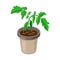 Tomato plant in pot isolated. healthy young tomato seedlings potted. realistic illustration of tomato sprout and growing