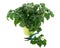 Tomato plant in a pot and pruning shears