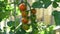 Tomato plant with red and green cherry tomatoes