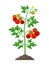 Tomato plant with ripe tomatoes fruits and flowers growing in the ground vector illustration isolated on white