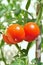 Tomato plant ripe on tree