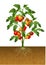 Tomato plant with root under the ground
