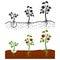 Tomato plant with roots vector growing stages - cartoon style and silhouettes of tomatoes isolated on white background