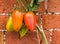 Tomato Plant on Vine