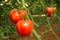 Tomato plantation