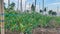 Tomato plantation managed by local farmers in Manokwari, West Papua