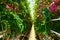 Tomato plantation with special led illumination in greenhouse