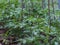 Tomato plantation sprouts grow in greenhouse