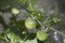 Tomato plants