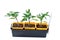 Tomato plants in container isolated, ready to replant in the garden on white background