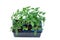 Tomato plants in container isolated, ready to replant in the garden on white background