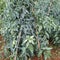 Tomato plants garden green grouping