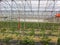 Tomato plants in a greenhouse in Cadenazzo, Switzerland