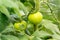 Tomato plants in greenhouse. Green tomatoes Organic farming.