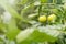 Tomato plants in greenhouse. Green tomatoes Organic farming.