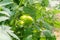 Tomato plants in greenhouse. Green tomatoes Organic farming.