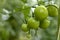 Tomato plants in greenhouse Green tomatoes plantation.