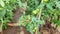 Tomato plants in greenhouse Green tomatoes plantation. Organic farming.