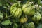 Tomato plants in greenhouse Green tomatoes plantation. Organic farming, young tomato cluster plants growth in greenhouse. for