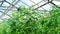 Tomato plants in a greenhouse overlooking a glass roof and blue sky. Year-round cultivation of tomatoes in agricultural heated