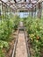 Tomato plants in greenhouse. Tomatoes growing on plants in greenhouse. Harvest tomatoes, home gardening.