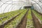 Tomato plants growing in a polythene greenhouse tunnel