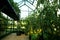 Tomato plants growing in pots inside a greenhouse glasshouse