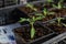 Tomato plants growing in separated boxes with soil in a greenhouse