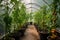 tomato plants growing tall in a greenhouse setting