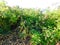 Tomato plants growing wild on the beach at the seashore