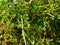 Tomato plants growing wild on the beach at the seashore