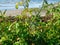 Tomato plants growing wild on the beach at the seashore