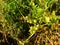 Tomato plants growing wild on the beach at the seashore