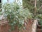 Tomato plants lining a farm field