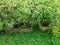 Tomato plants planted in the area behind residents houses