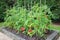 Tomato plants with ripe tomatoes growing outdoors in England UK