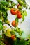 Tomato plants in a small greenhouse