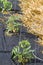 Tomato Plants Starting To Grow in Garden