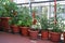 TOMATO plants on the terrace of the apartment in the city